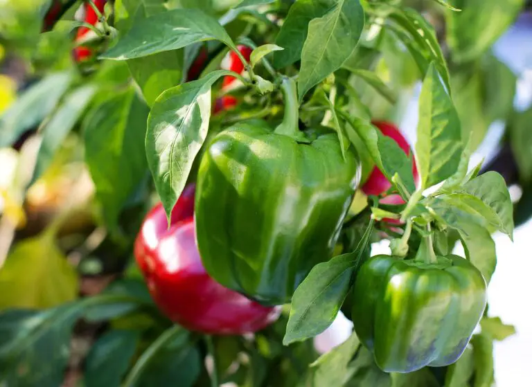 10 Tips To Increase Fruit Production On Bell Peppers