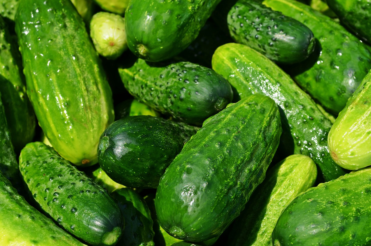10 tips to increase fruit production on cucumbers