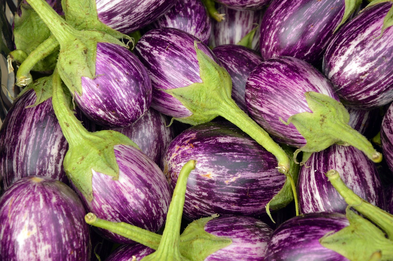 10 tips to increase fruit production on eggplant