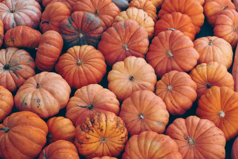 10 Tips To Increase Fruit Production On Pumpkin