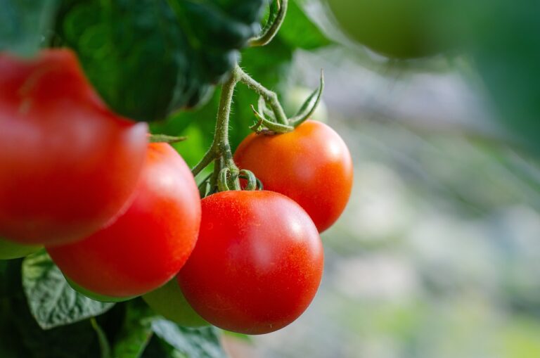 10 Tips To Increase Fruit Production On Tomatoes