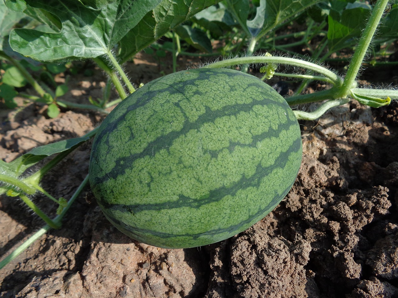 10 tips to increase fruit production on watermelon