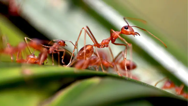 10 Ways To Get Rid Ants In House