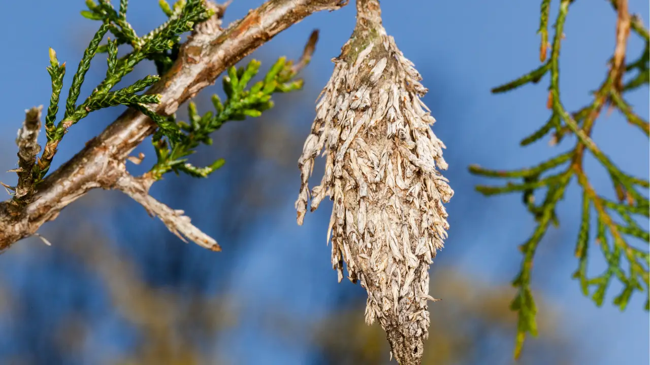 how to get rid of bagworm