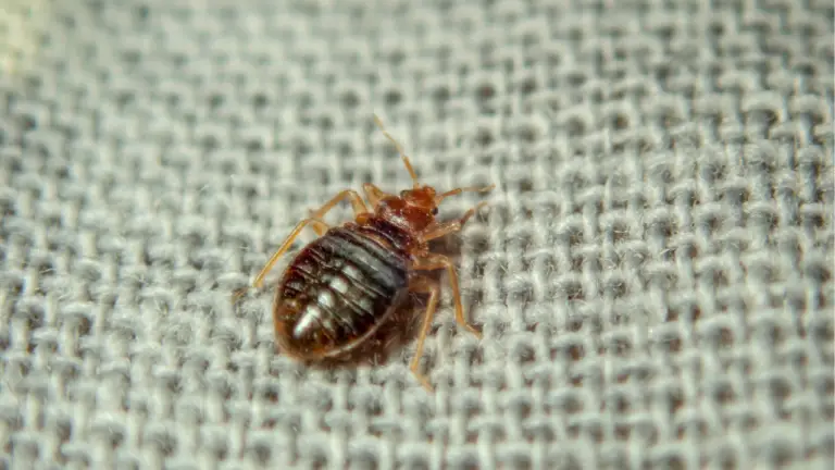 10 Ways To Get Rid Bed Bugs