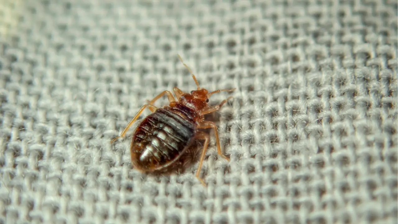 get rid bed bugs