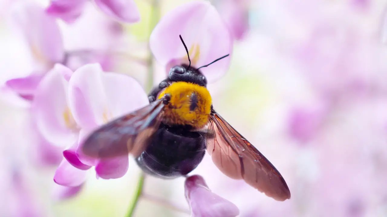 get rid carpenter bees