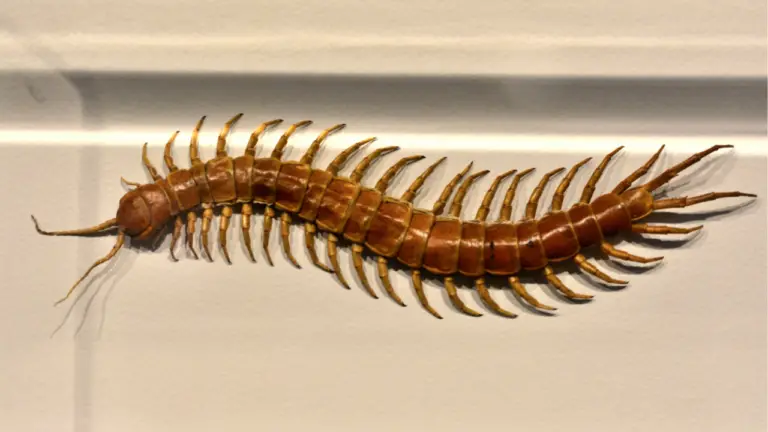 10 Ways To Get Rid Of Centipede