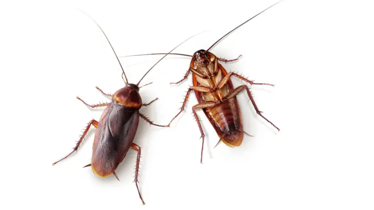 10 Ways To Get Rid Cockroaches