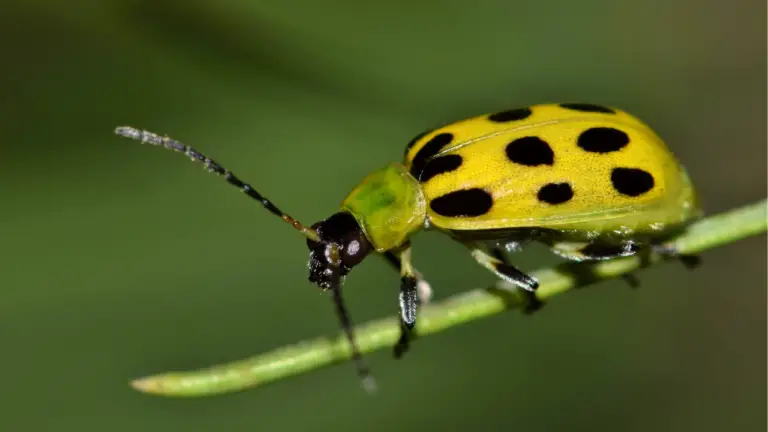 10 Ways To Get Rid Of Cucumber Beetles
