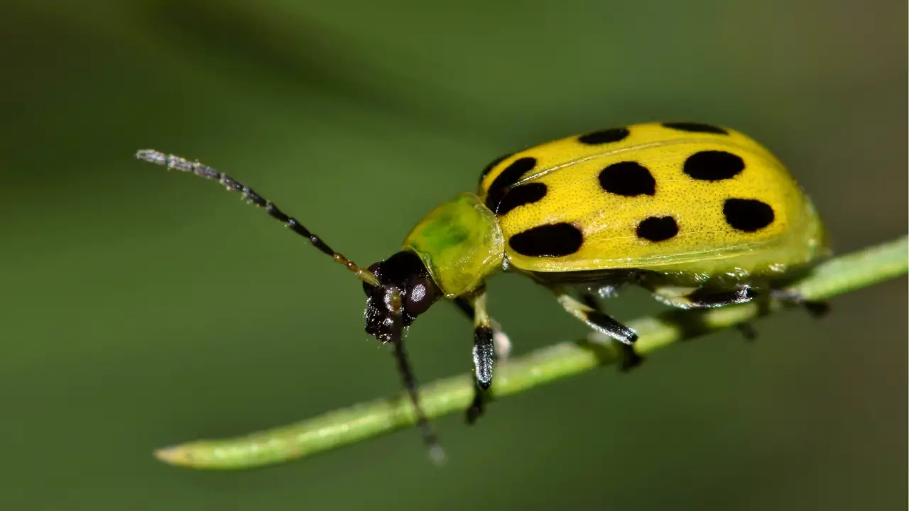 how to get rid of cucumber beetles