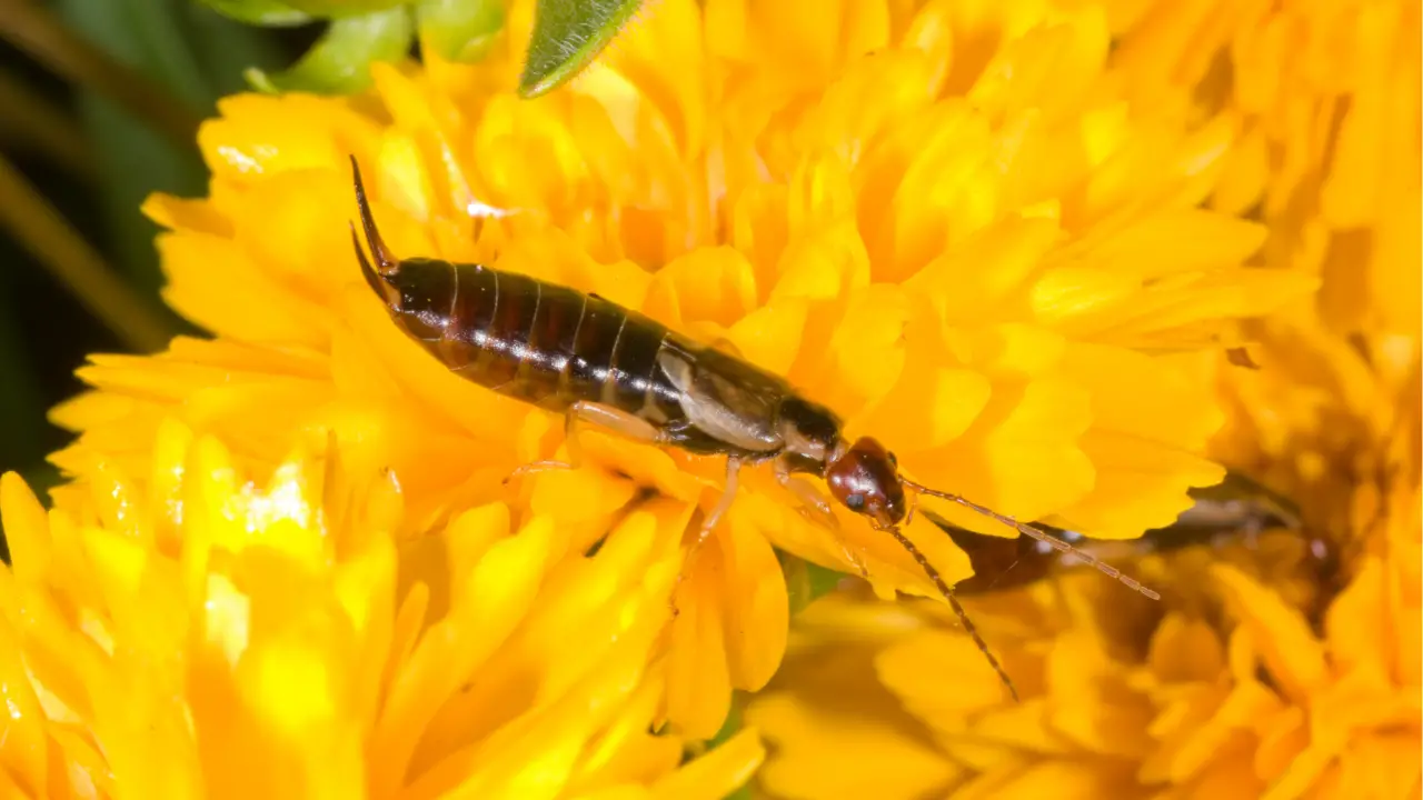 how to get rid of earwigs