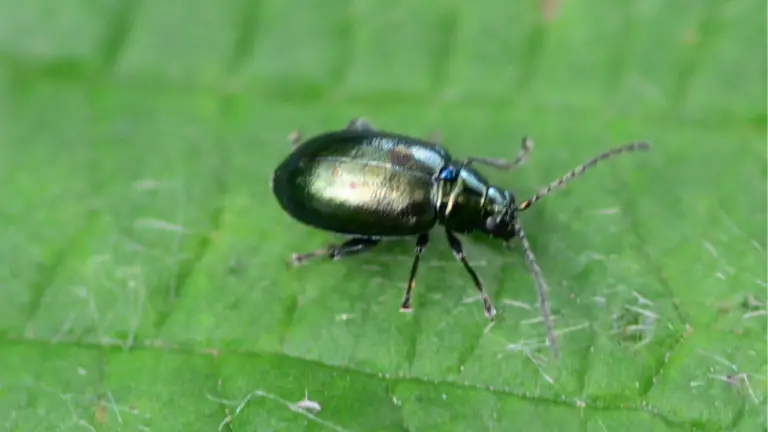 10 Ways To Get Rid Of Flea Beetles