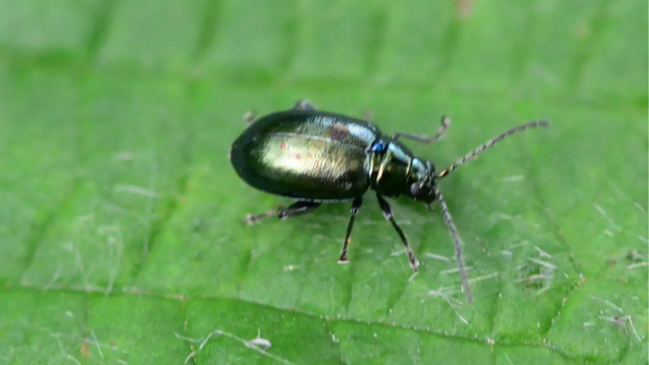 how to get rid of flea beetles