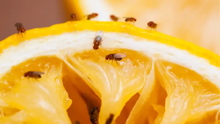 10 Ways To Get Rid Fruit Flies