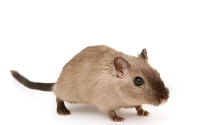 10 Ways To Get Rid Mice In House