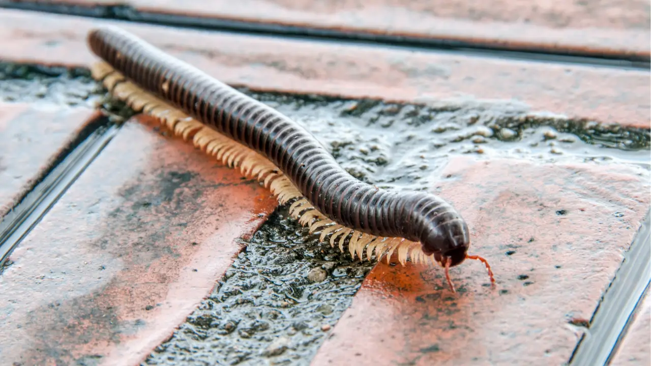 how to get rid of millipede