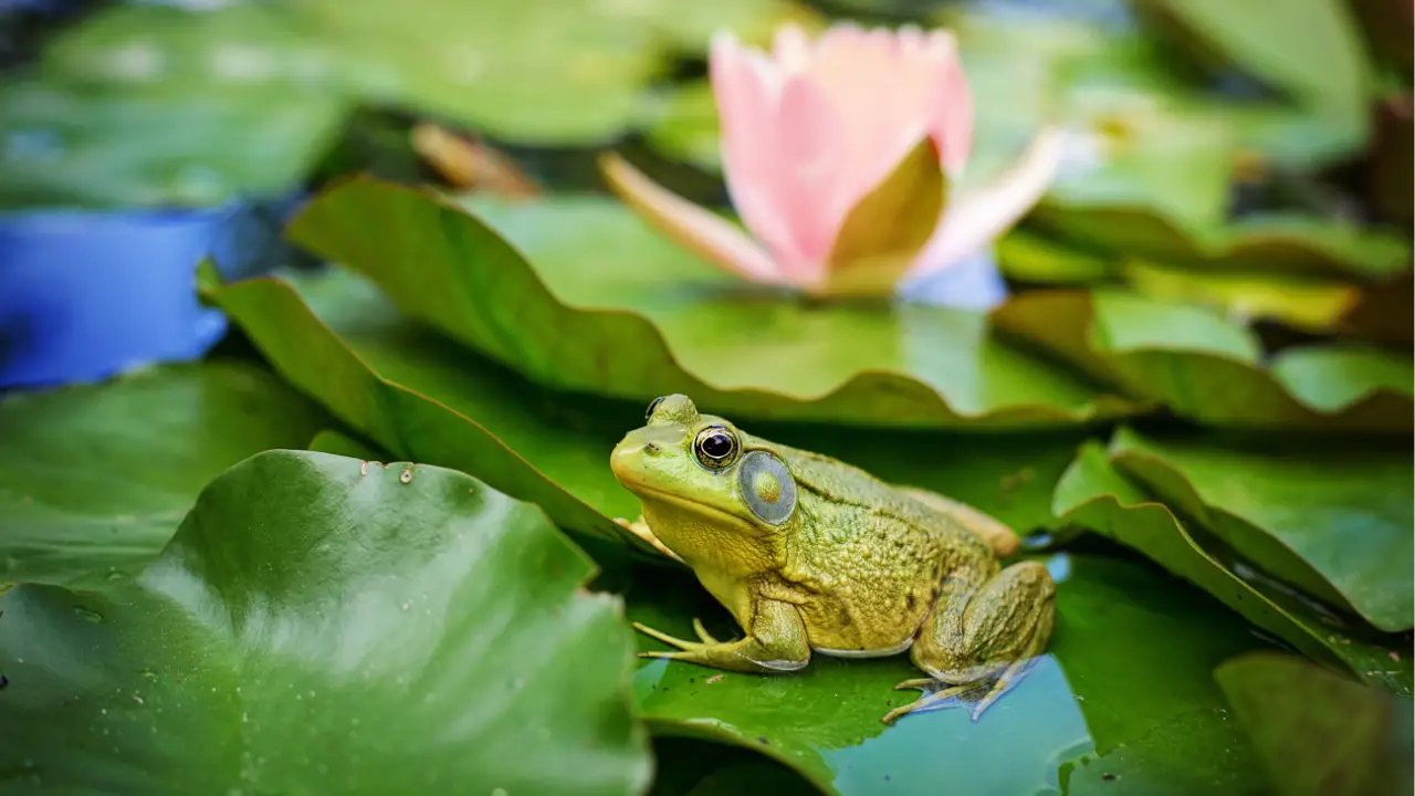 get rid of frogs in yard