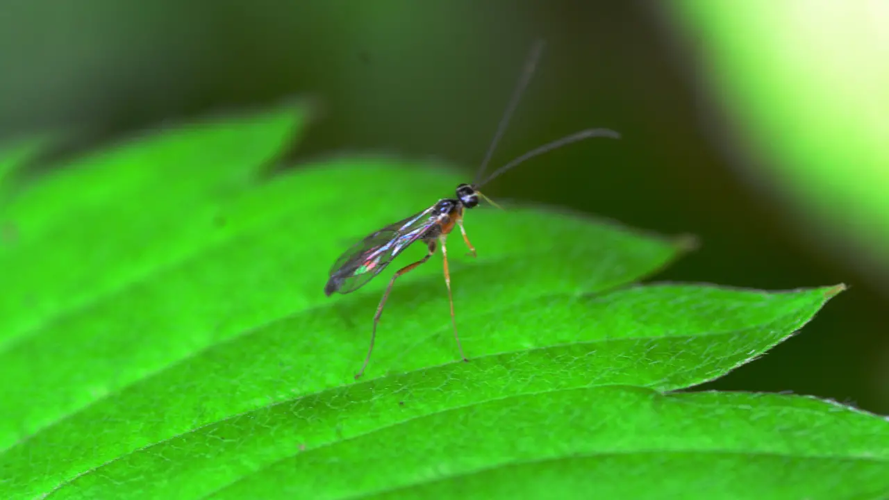 get rid of gnats in plants