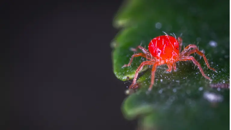 10 Ways To Get Rid Of Spider Mites