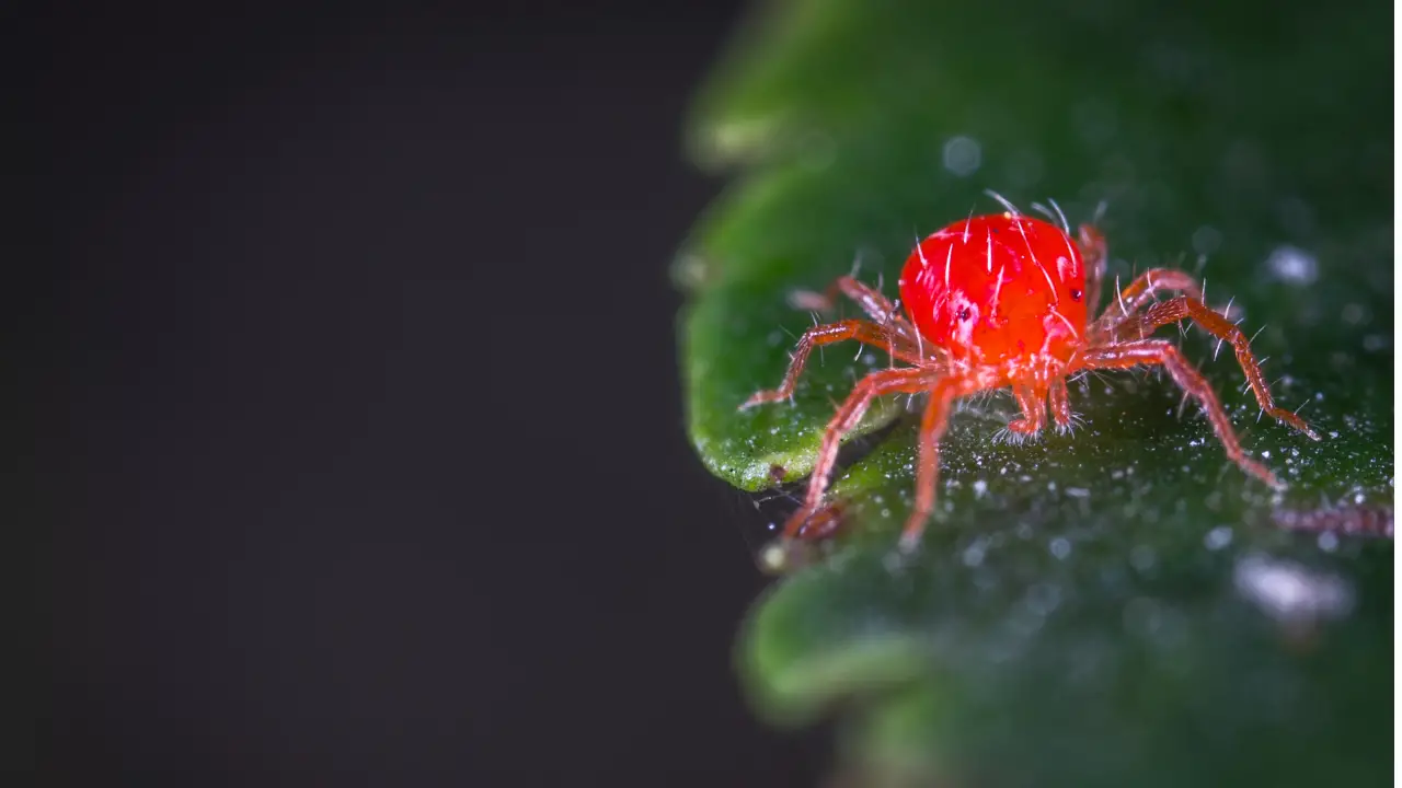 get rid of spider mites