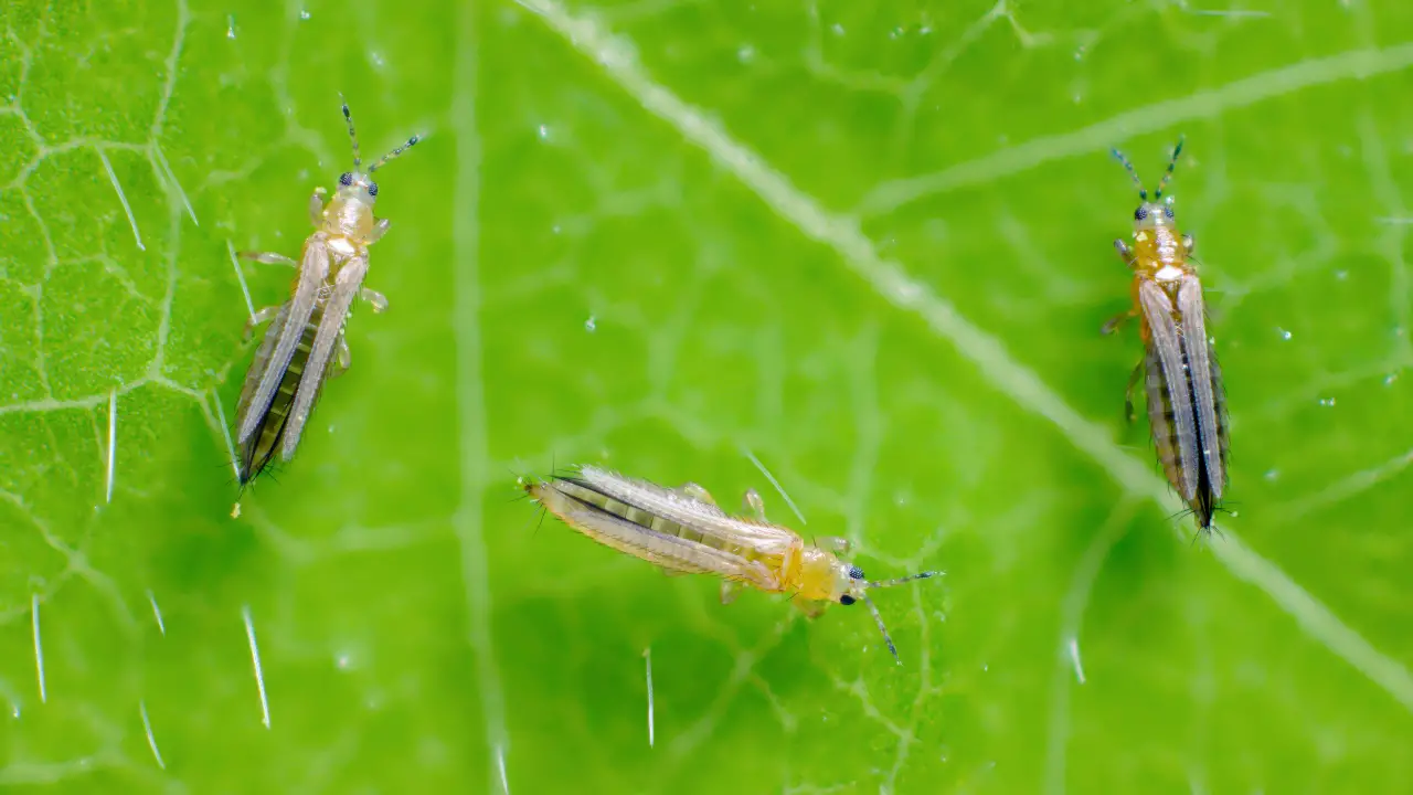 get rid of thrips