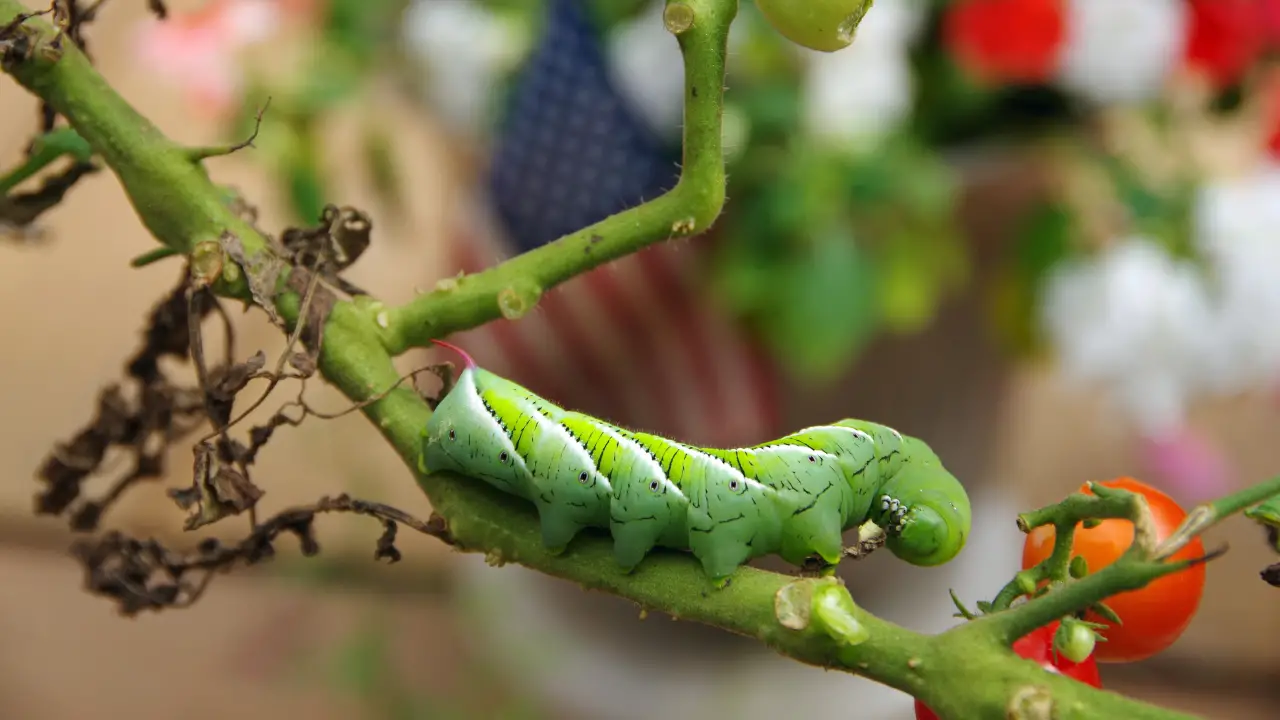 get rid of tomato hornworm