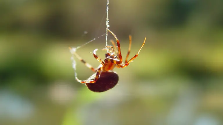 10 Ways To Get Rid Spiders In Home