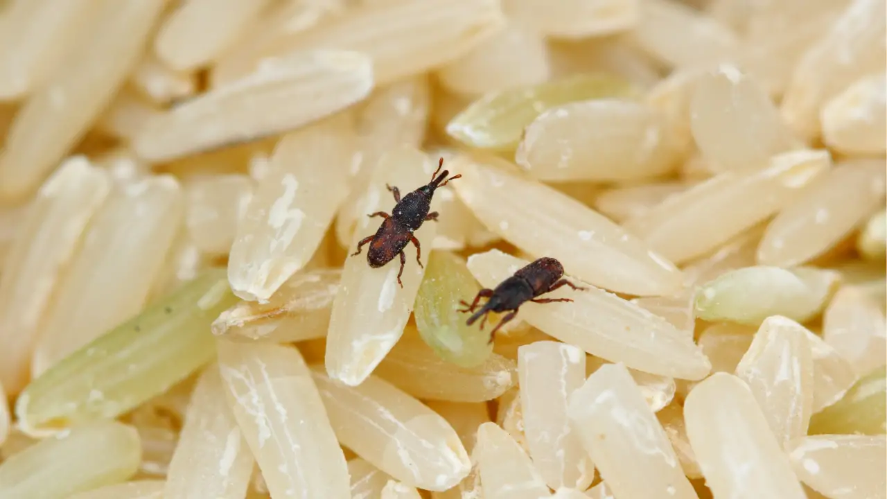 how to get rid of weevils