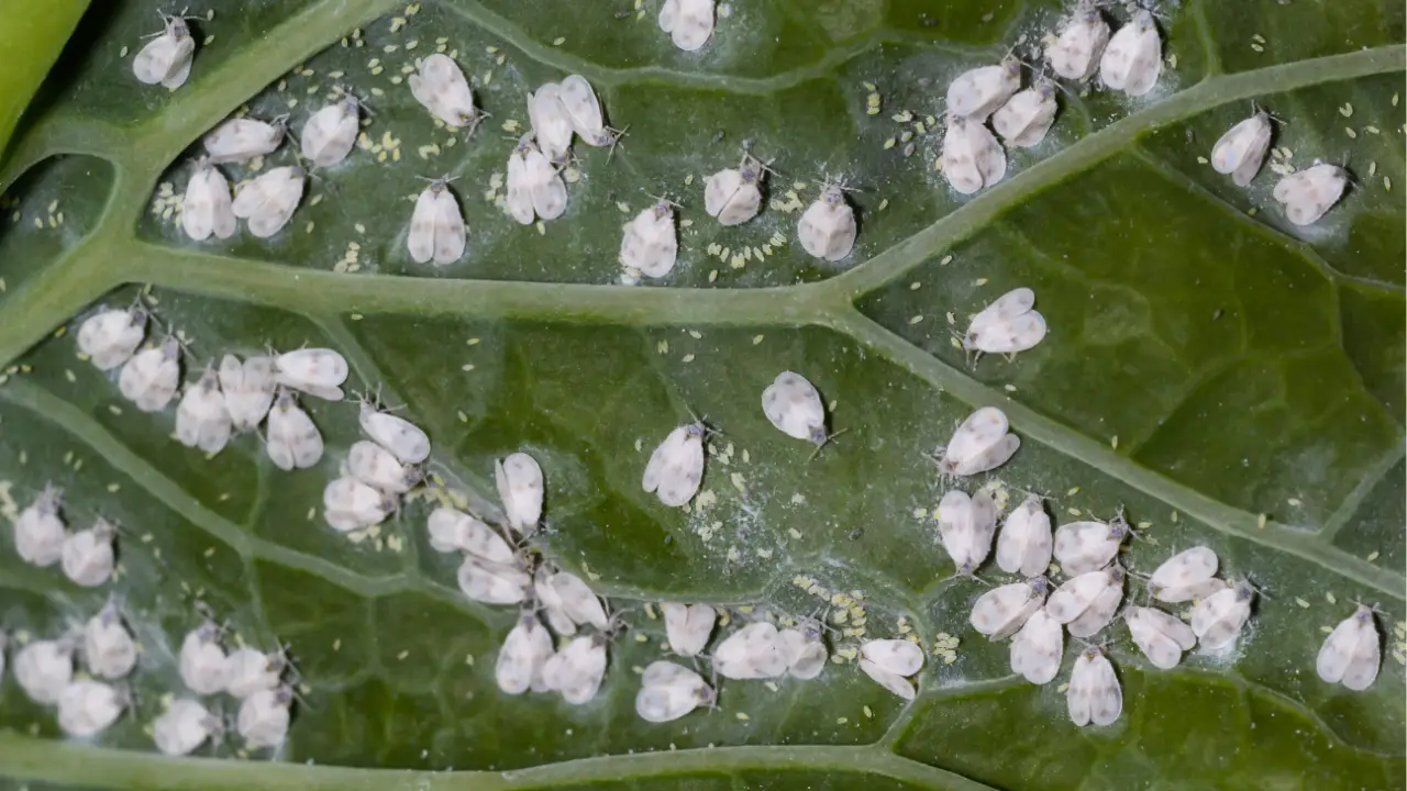 how to get rid of whiteflies