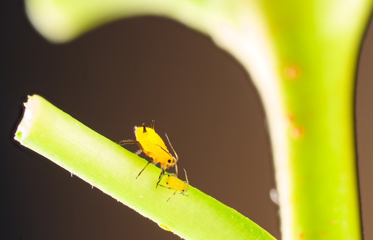 how to get rid of aphids