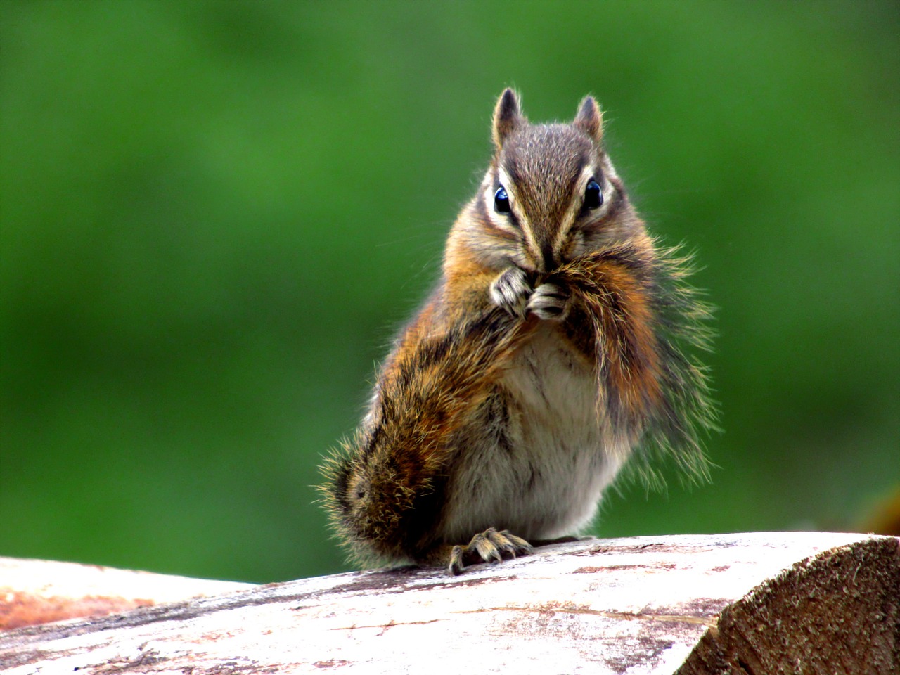 how to get rid of chipmunks in yard