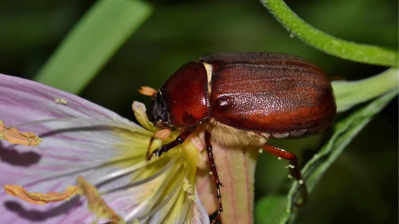 how to get rid of june bugs at night