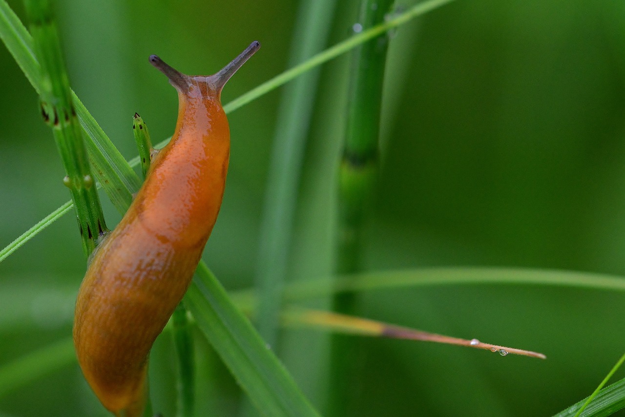 how to get rid of slugs