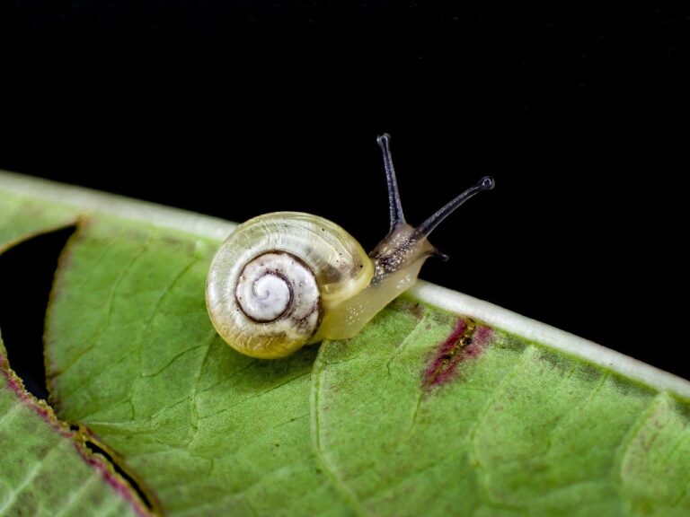 How to Get Rid of Snails in Your Garden?
