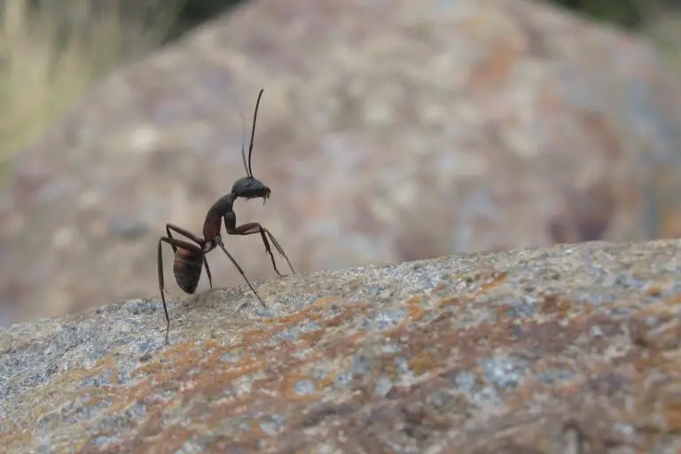 How To Keep Ants Off Vegetable Plants?