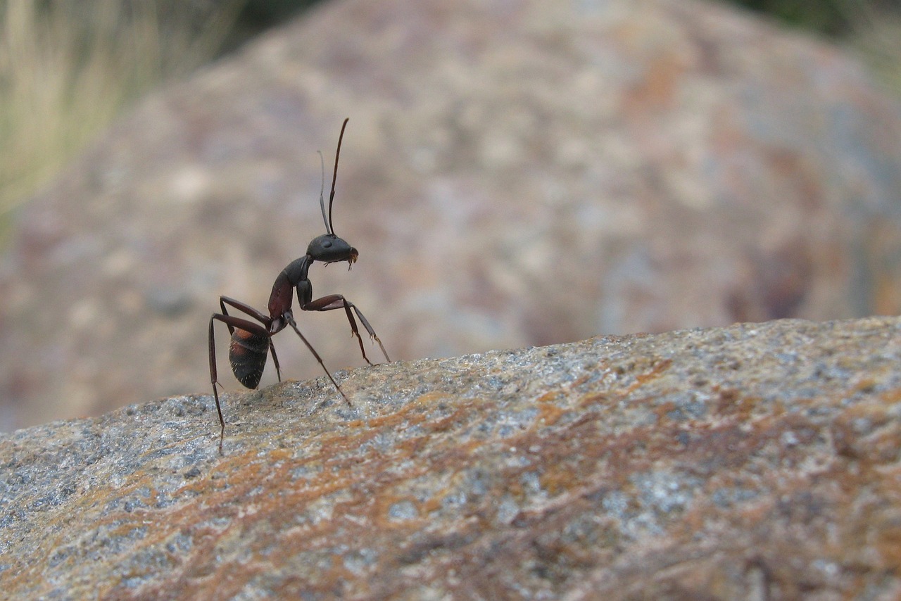 how to keep ants off vegetable plants