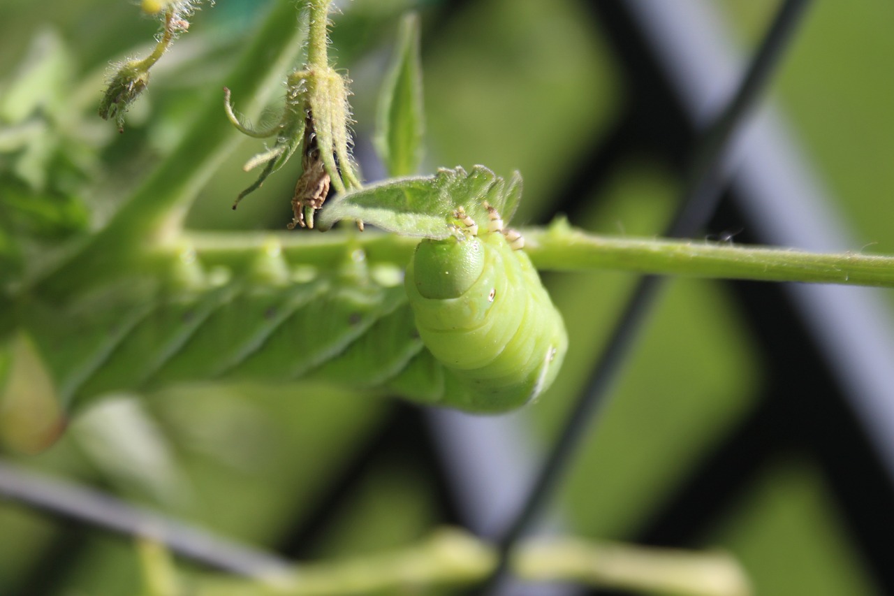 how to keep pests off tomatoes