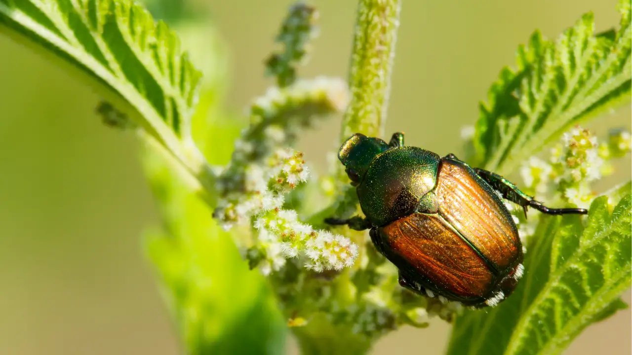 natural ways to get rid of japanese beetles