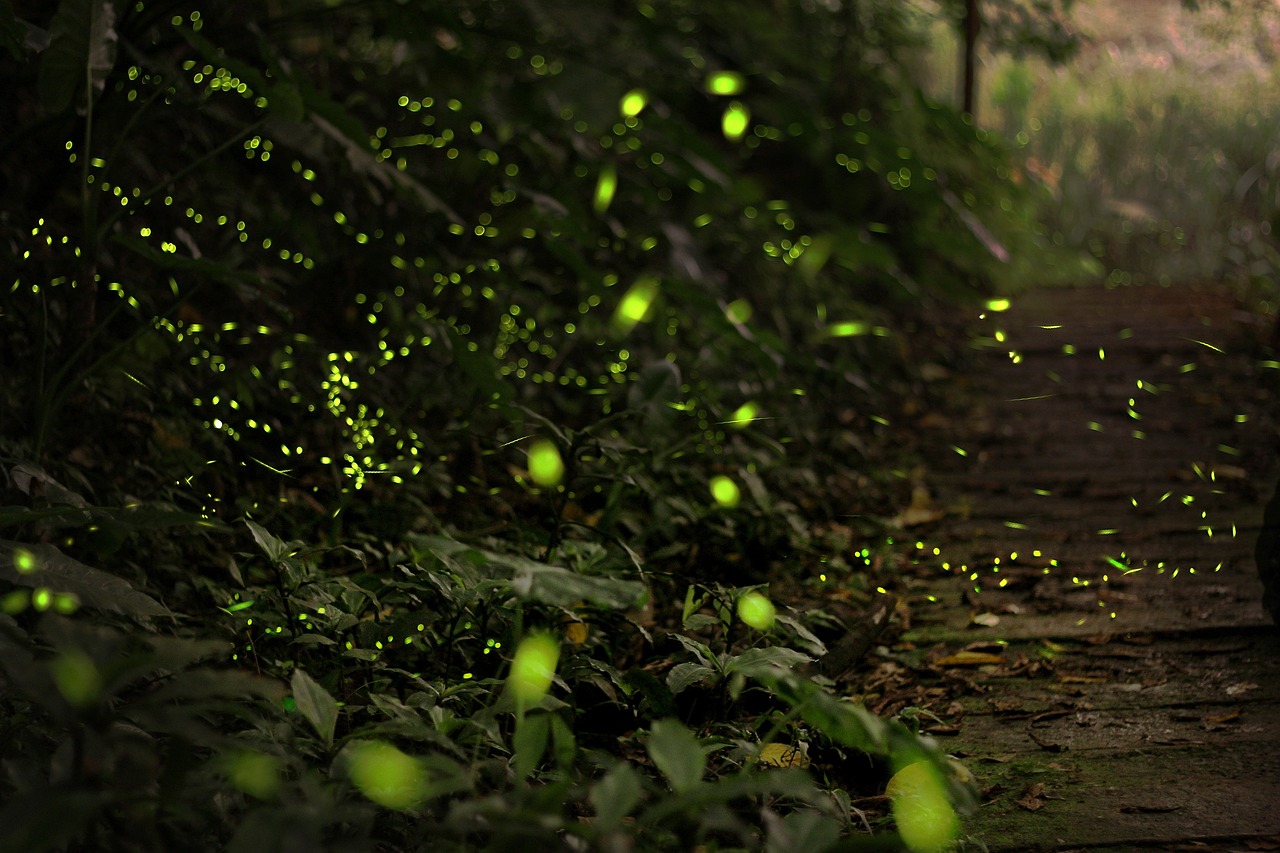 plants that attract fireflies