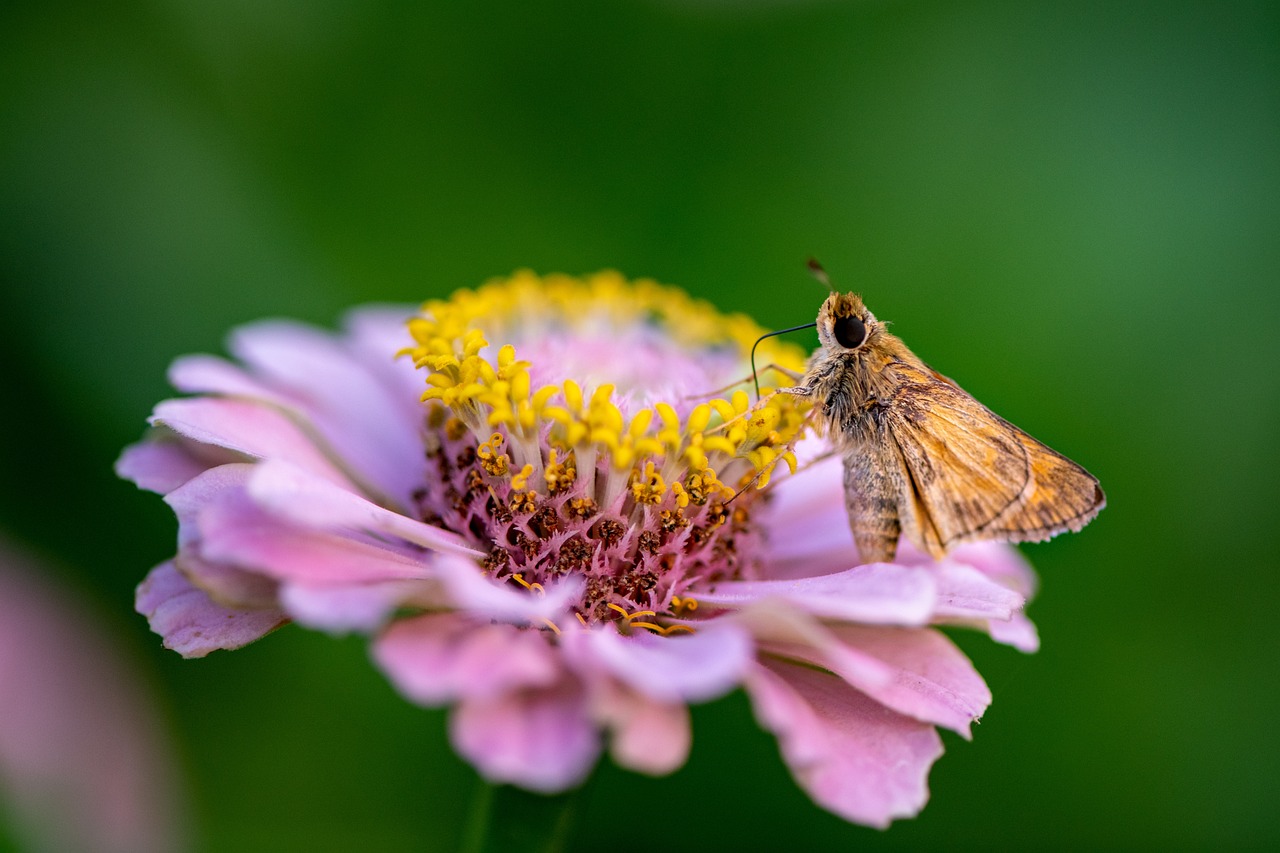 10 Fun Facts About the Rosy Maple Moth – Garden Paraiso