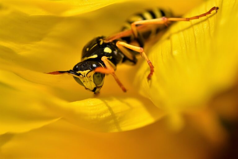 10 Wasp Repellent Plants