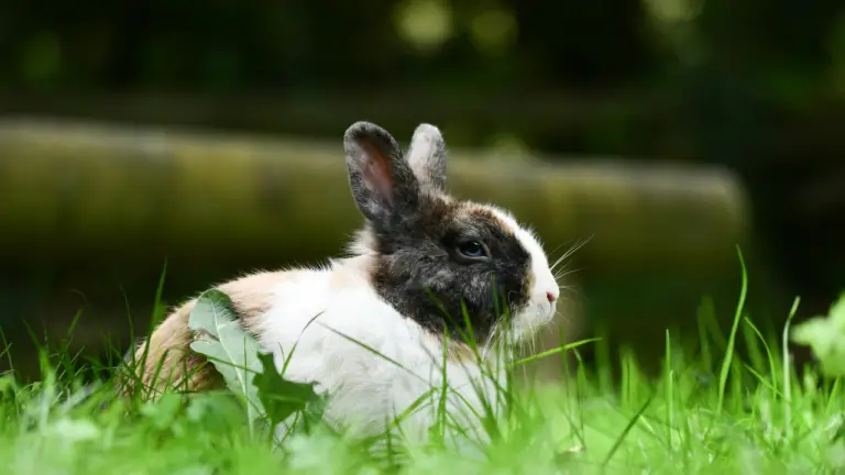 How to Keep Rabbits Out of Your Garden