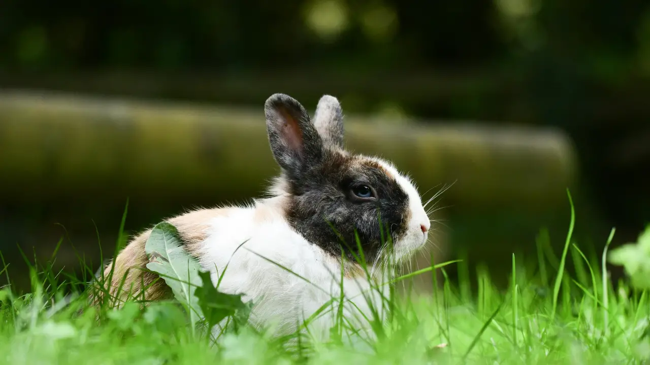 how to keep rabbit out of garden